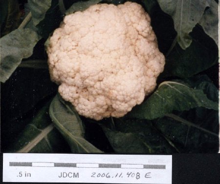 Jensen Garden - Cauliflower  1992