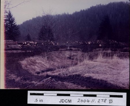 logs piled in meadow 1970