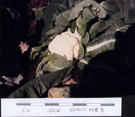 Jensen Garden - Cauliflower Snowball