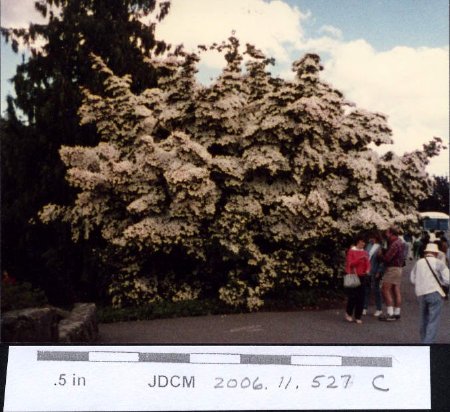 Flowering tree Elizabeth Park, Vancouver 1988