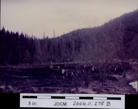 Logging down in meadow 1970