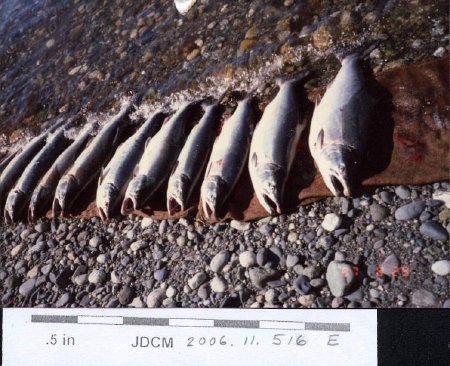 Fishing trip with Akiyama's 1987 10 salmon