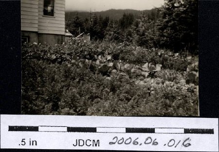 W Janes photos garden Aug 1944