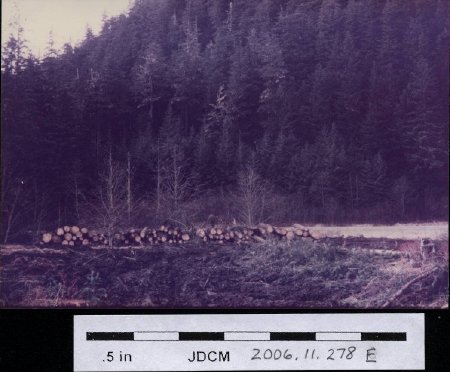 Cut timber in meadow 1970