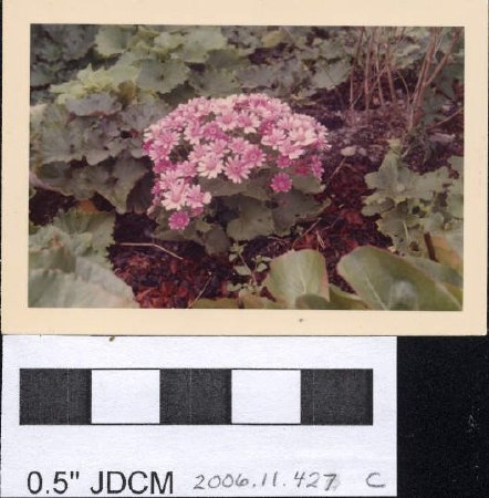 Cineraria (Shade Flower) Jensen garden 1968