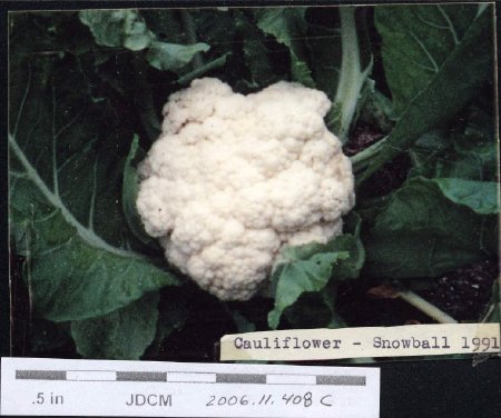Jensen Garden - Cauliflower - Snowball 1991
