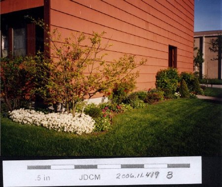 Mountain View Senior Housing (back) flowers 1993