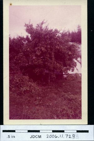 Pearl harbor fruit tree 1958