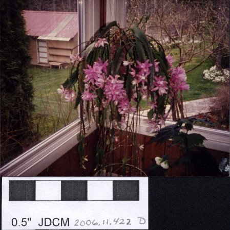 House Plants in Jensen Home-1987