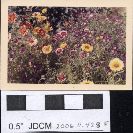 Chrysanthemum carinatum (rainbow mix) 1968