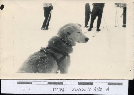 Dog with ski group ~1948