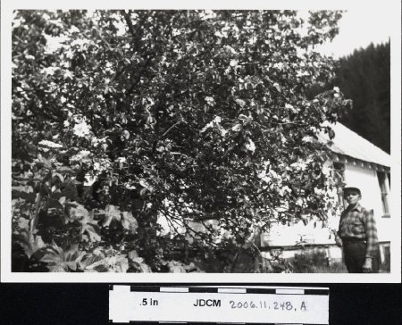 Erma Olson & old apple tree Pearl Harbor