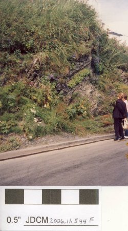 Wildflowers growing on cliff Kodiak (1991)
