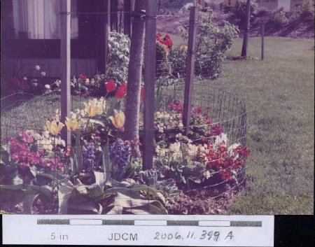 Bertha Hoff's condo flower garden 1984