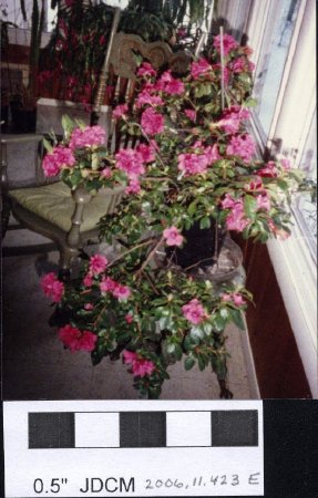 Jensen house plants~1990