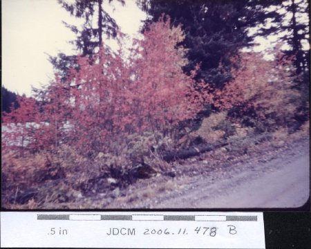 1948 Fall Colors - Loop Road