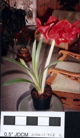 House Plants in Jensen Home-Amaryllis