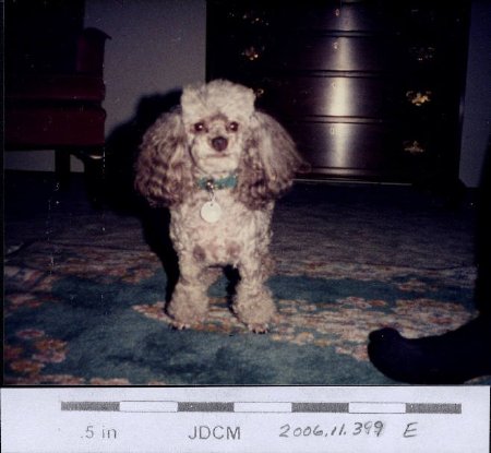 Bertha Hoff's poodle 
