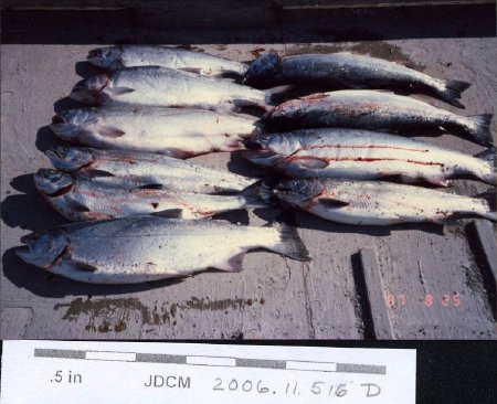 Fishing trip with Akiyama's 1987 10 salmon
