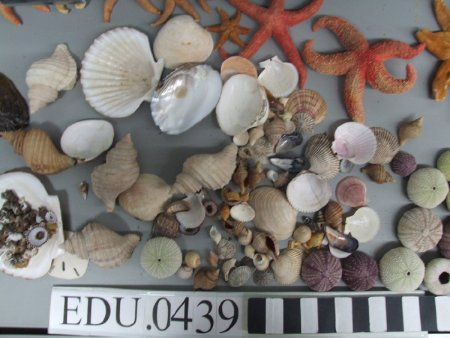 Shellfish and seashells from SE Alaska